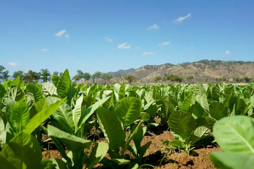 A lush field of tobacco plants growing under a clear blue sky, with mountains in the background.