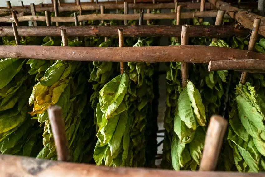 Hanging tobacco leaves drying in a rustic wooden structure.