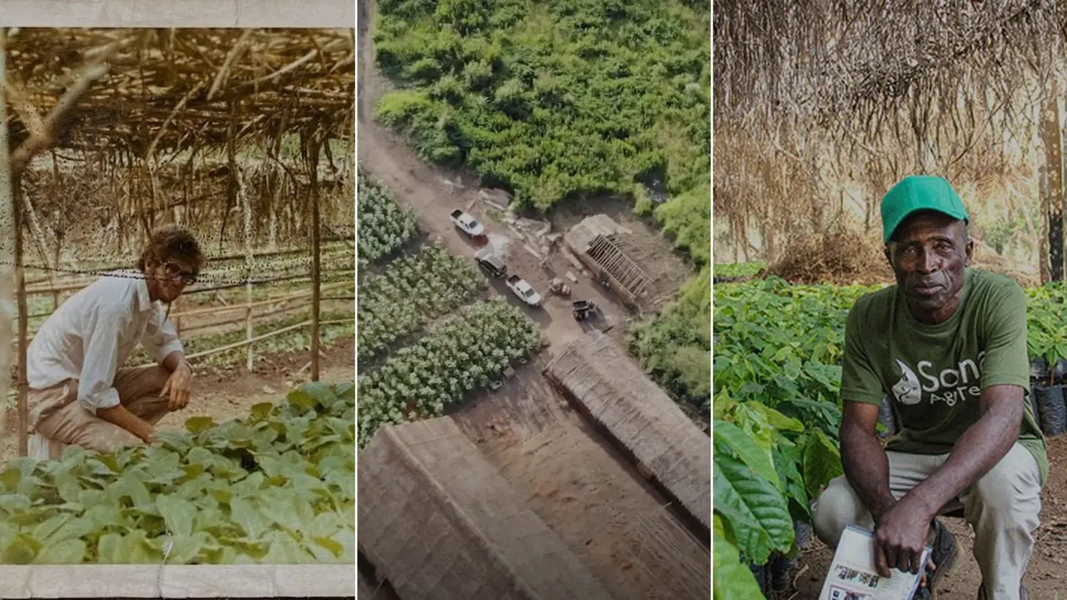 A Brief History of Cameroon Tobacco: Past, Present & Future